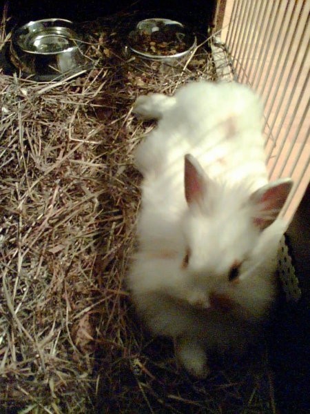 Moj zajček - foto