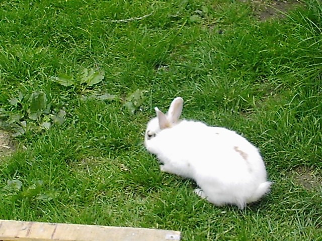 Moj zajček - foto povečava