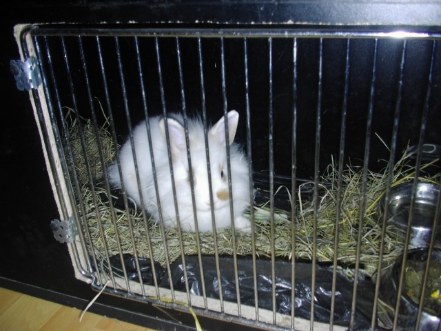 Moj zajček - foto povečava