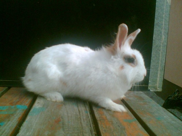 Moj zajček - foto