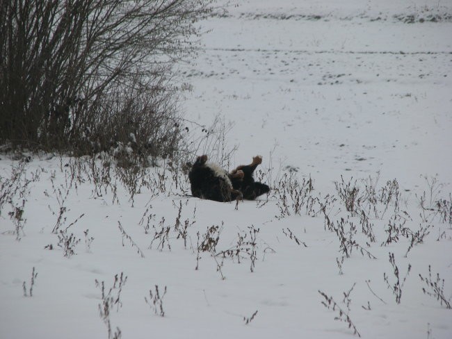 Sneg (16.12.07) - foto povečava