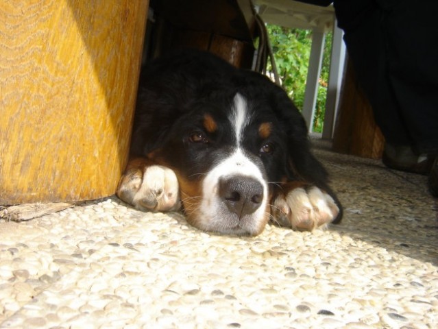 Kolpa - 15.8.06 (4. mesec) - foto