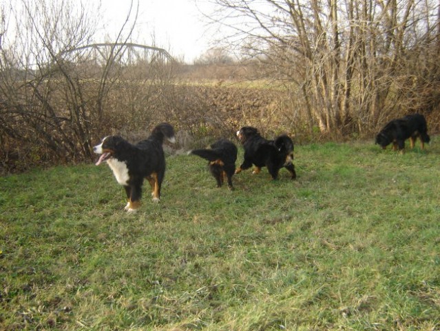 Athos, Astor, Doti, Rina in Taj (16.12.06) - foto