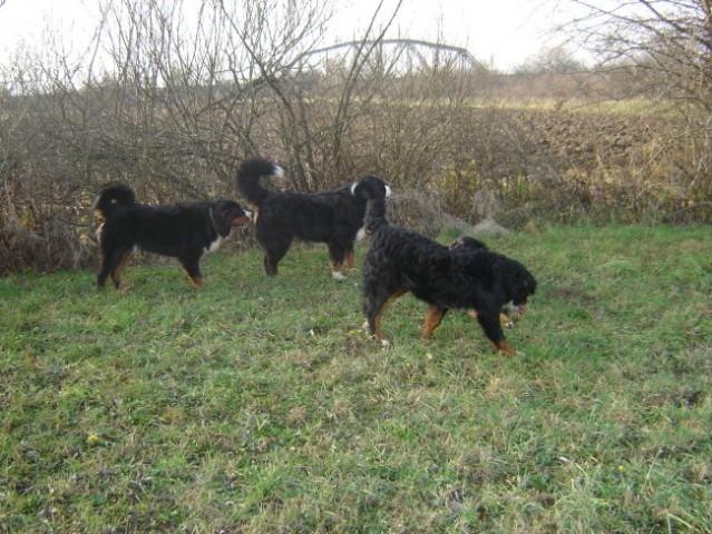 Athos, Astor, Doti, Rina in Taj (16.12.06) - foto