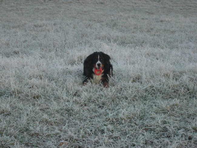 Decembrsko jutro 06 - foto povečava