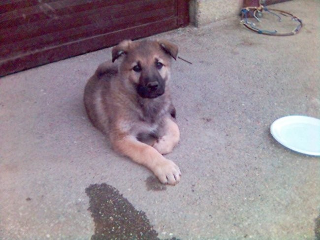 Cane lupo cecoslovacco BALTO - foto povečava