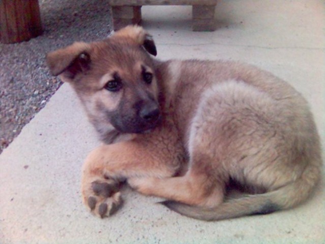 Cane lupo cecoslovacco BALTO - foto