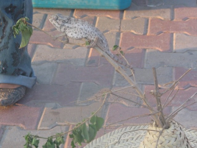 DJERBA - foto
