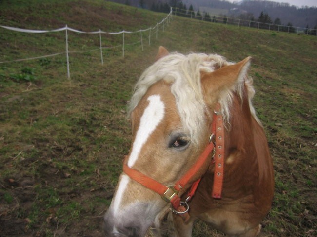 MOJA MELI - foto povečava