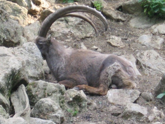 ŽIVALSKI VRT IN GRAD LJ.... - foto povečava