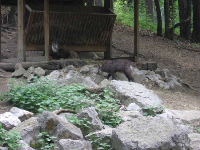 ŽIVALSKI VRT IN GRAD LJ.... - foto povečava