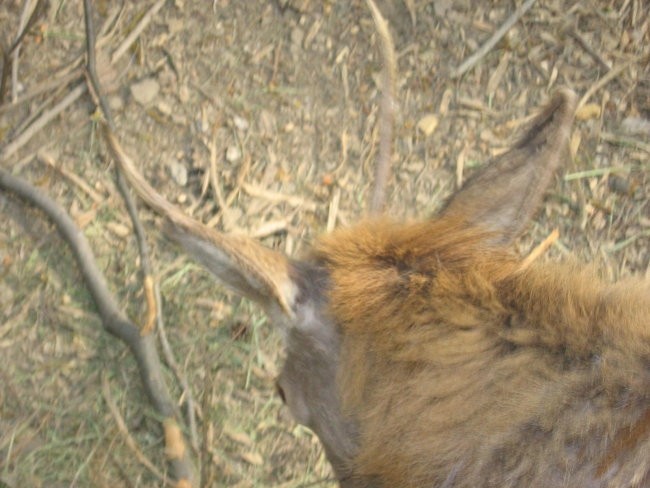 ŽIVALSKI VRT IN GRAD LJ.... - foto povečava