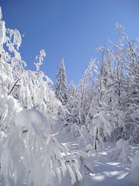 Snežnik 11.03.2006 - foto