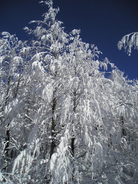 Snežnik 11.03.2006 - foto