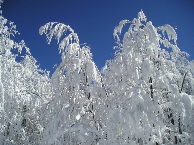 Snežnik 11.03.2006 - foto