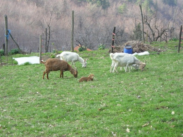 Po obronkih Jablaniške doline 02.04.2005 - foto