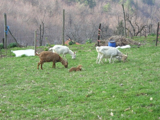 Po obronkih Jablaniške doline 02.04.2005 - foto povečava