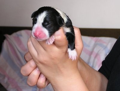 7. štene, ženka / 7th puppy, female