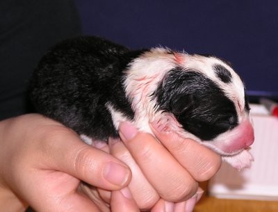 8. štene, ženka / 8th puppy, female