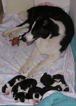 Bayka sa štencima / Bayka with puppies