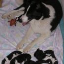 Bayka sa štencima / Bayka with puppies