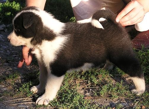 Cura2/Female2
5 tjedana/weeks old