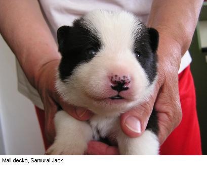 14 dana star psić
14 days old puppy