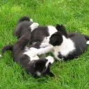 Wild bunch