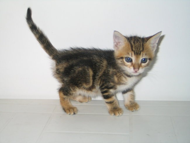 KUKU sem eden od bratcev, potrebujem toplo narocje 040 298 761 