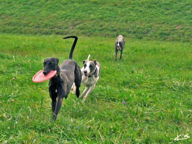 Trio Fantasticus - foto povečava