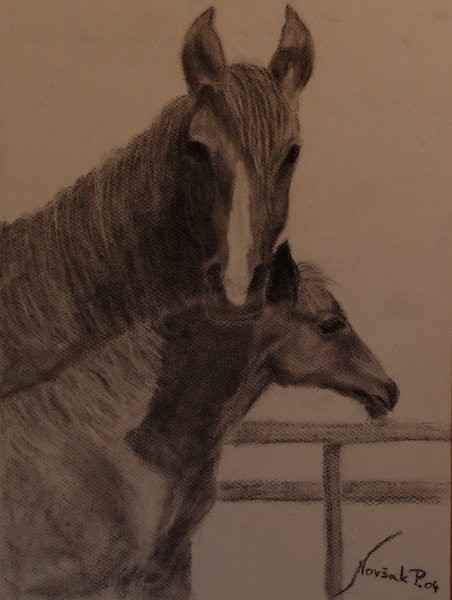 Konja, OGLJE, 40x50 cm