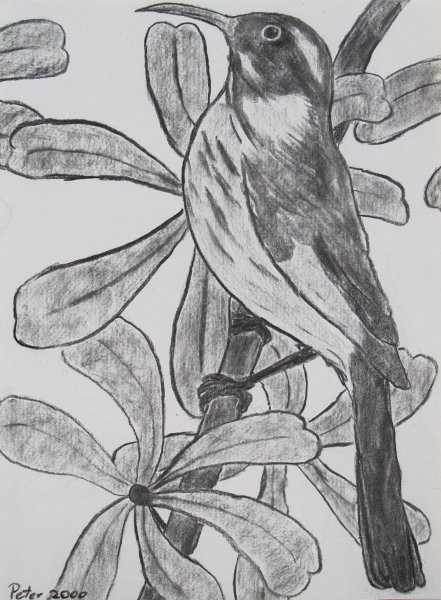 Ptica Pivka, OGLJE, 30x 40 cm
