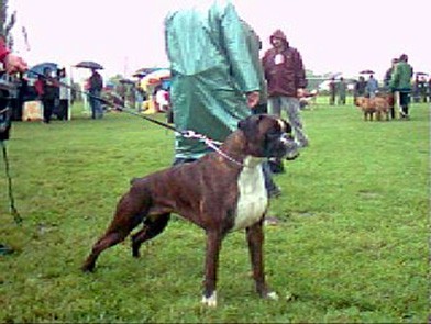 Boxer - foto