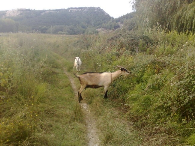 Rab - foto povečava