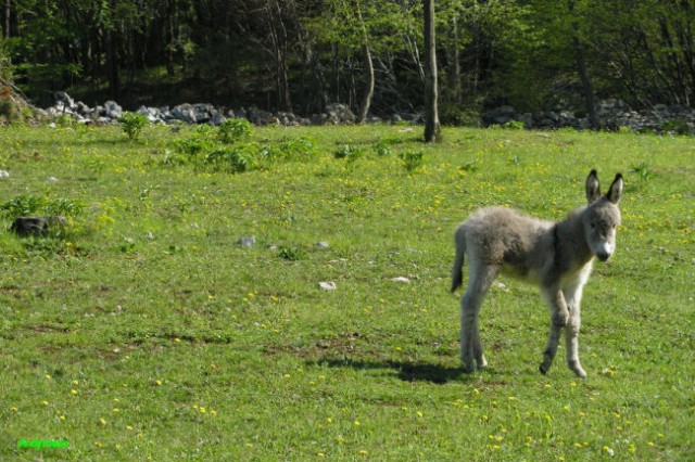 Vremščica (maj 2008) - foto