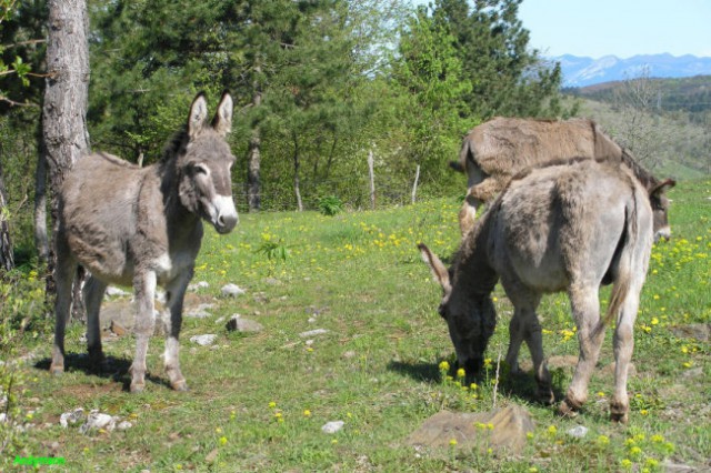 Vremščica (maj 2008) - foto