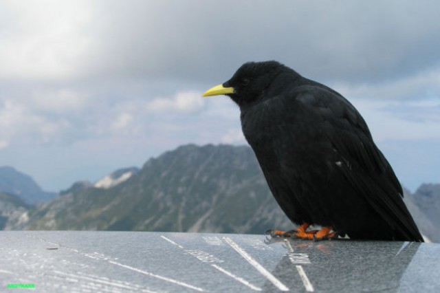 Begunjščica (avg 2008) - foto