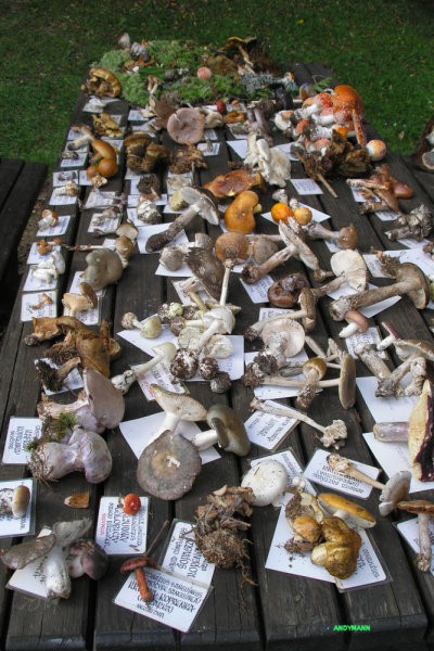 razstava okoli 150 različnih vrst