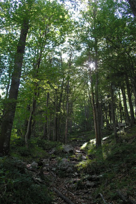 Pot po gozdu