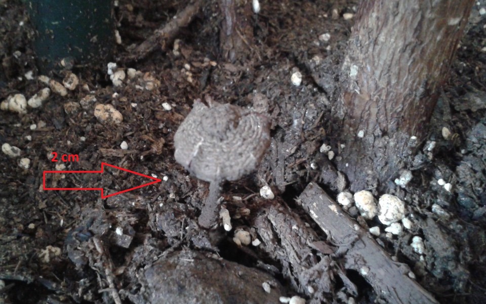 Goba - foto povečava