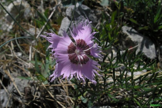 Vogel (jul 2006) - foto