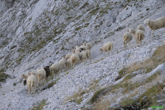 Ovce pod Brano
