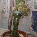 čudni kaktus