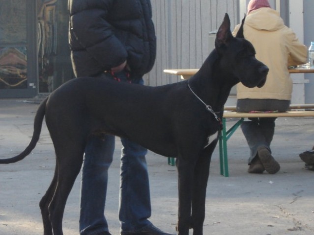 Razstava 15.1.2005 Lj. - foto
