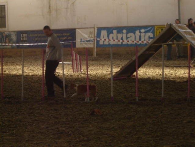 Agility tekma, Prestranek 22.1.2005 - foto