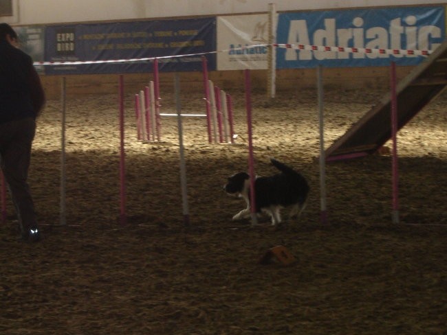 Agility tekma, Prestranek 22.1.2005 - foto povečava