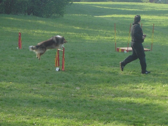 Agility trening - foto