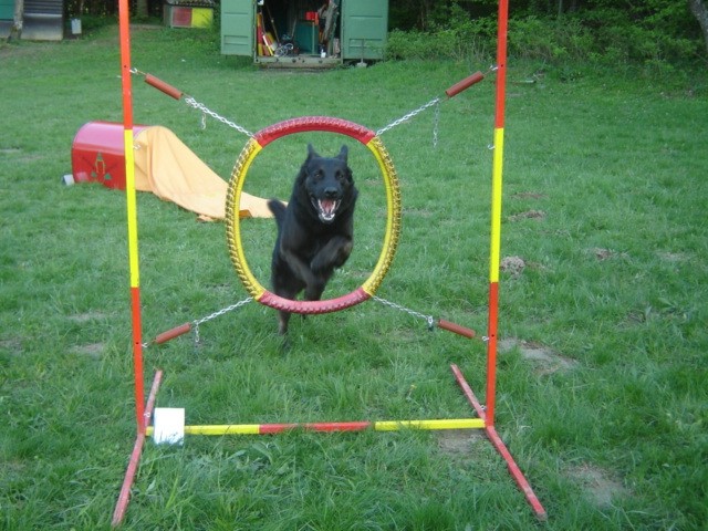 Agility trening - foto