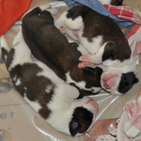 Tyronica S puppies - foto povečava