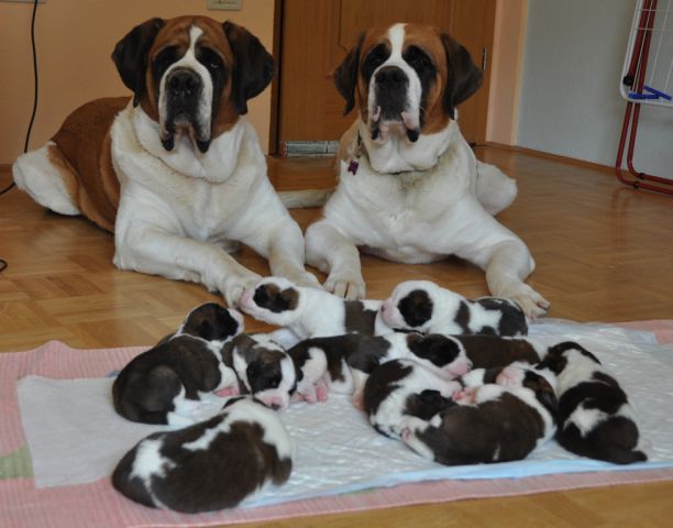 Tyronica S puppies - foto